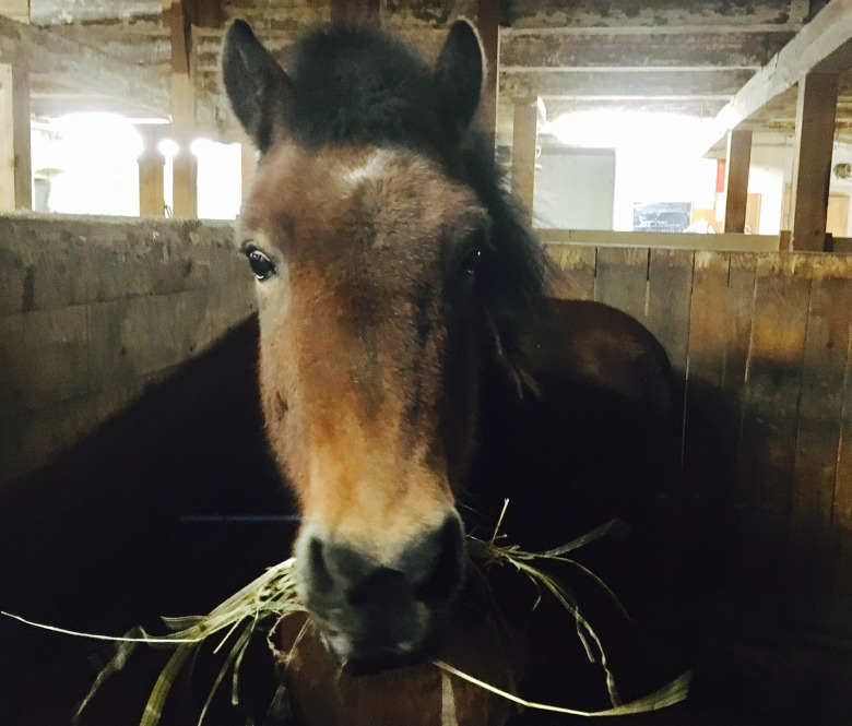 Ensamvargen Hera, 33, trivs bäst med människor