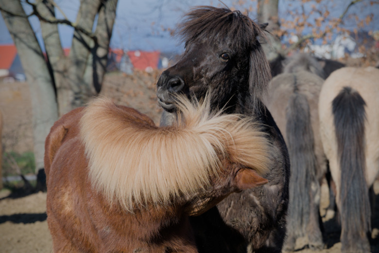 Veterinären: ”Många kan inte ens springa med sina hästar”