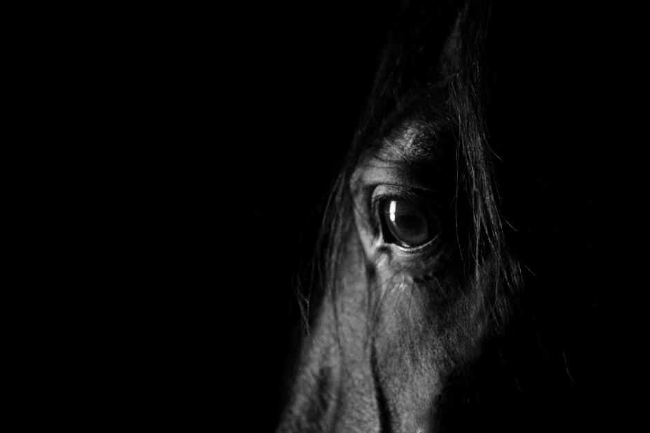 Efter dressyrskandalen: Etologen om hästar som tränas med våld