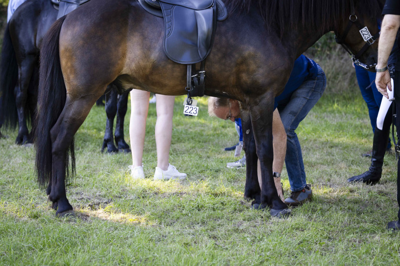 FEIF: ”Vi strävar efter att leda utvecklingen”