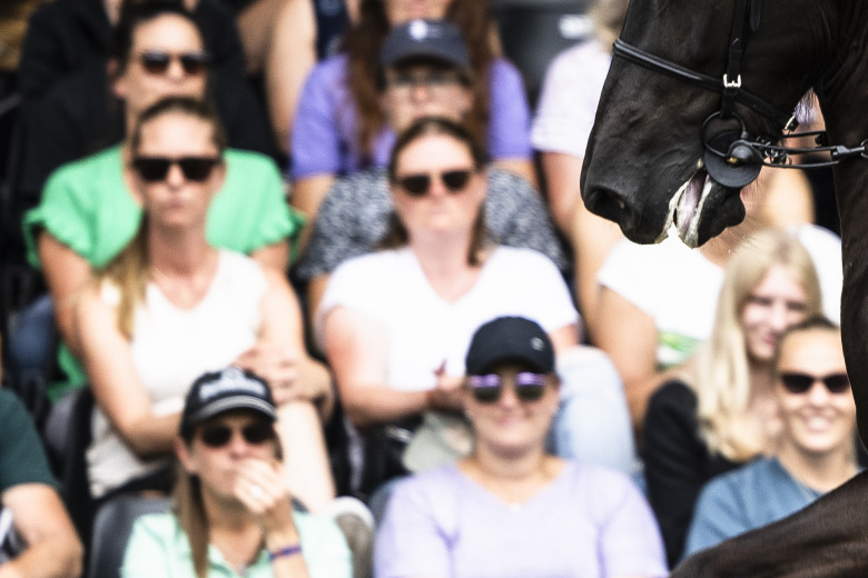 Forskaren: ”Det är hästarnas sätt att säga att något är obekvämt”