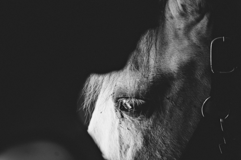 Hästvälfärd: Liv till varje pris?