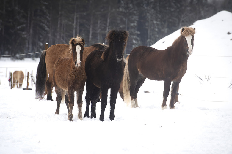 Läkemedelsresistens oroar forskare – kan vara livshotande för föl
