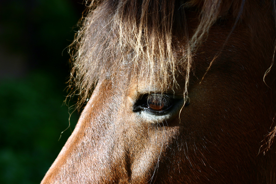 Man åtalas för att ha begått sexuell handling mot häst