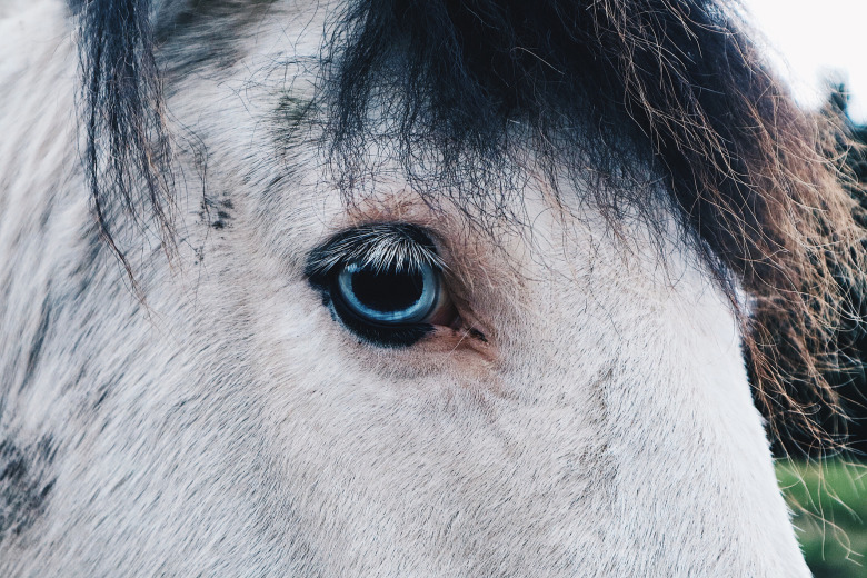 Isländsk media granskar blodindustriföretag