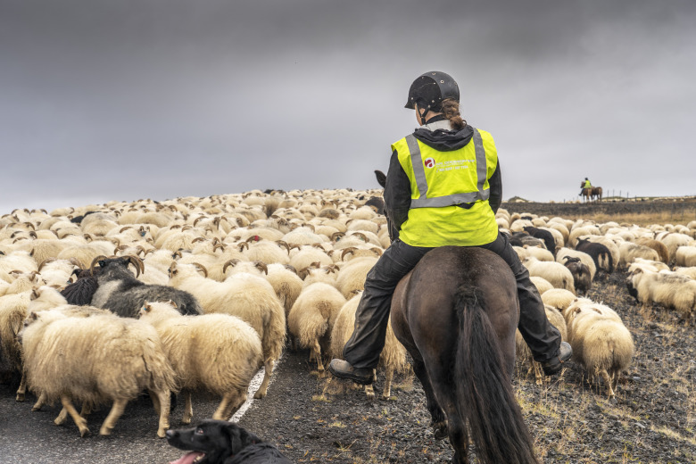 Bildextra: Traditionell fårinsamling med hästar