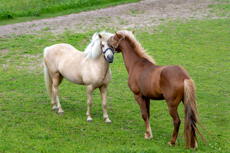 Så funkar stoets brunst