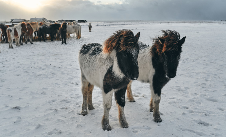 30 isländska hästnamn som inte blev godkända 2023
