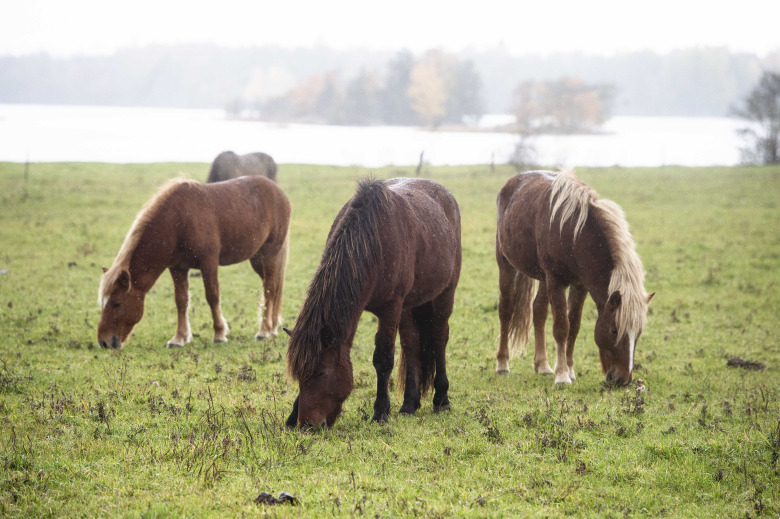 Rörelse dygnet runt – färre halta hästar