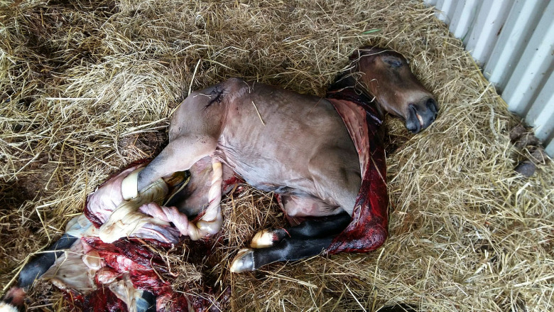 Därför kastar stoet sent