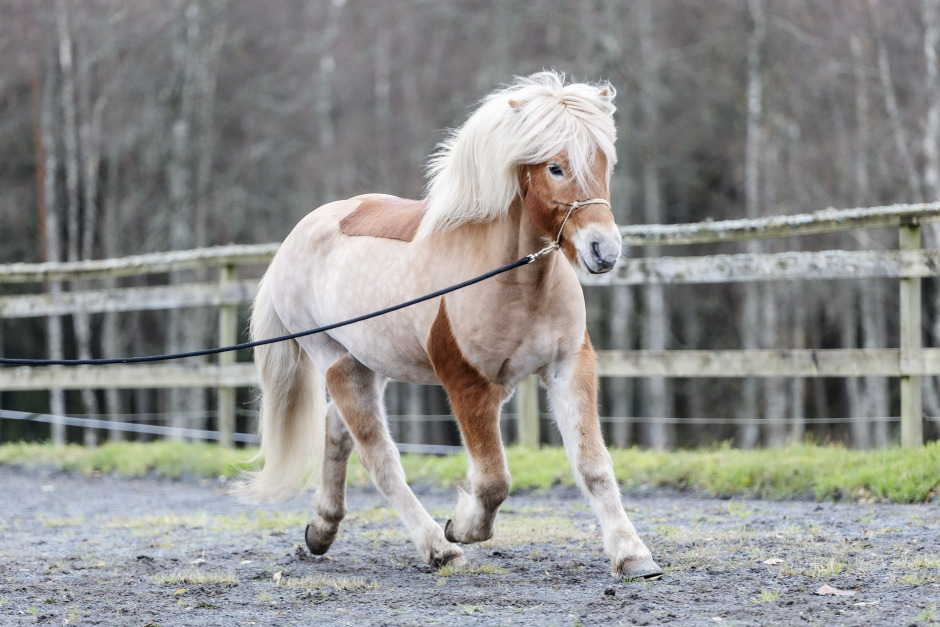 Fysioterapeuten: ”Hästen är inte designad för att springa i cirklar”
