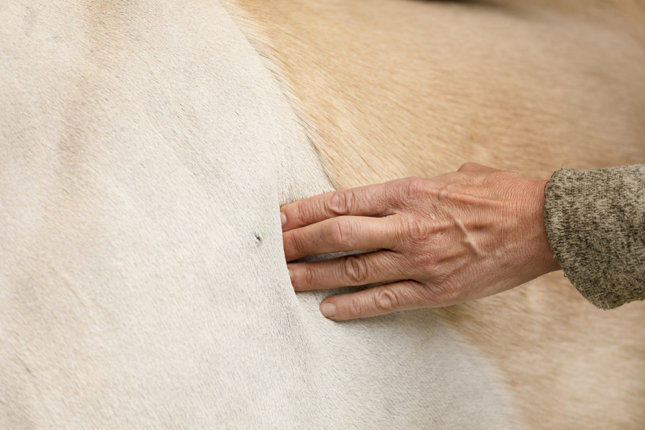 Svårare kontrollera astma hos feta hästar