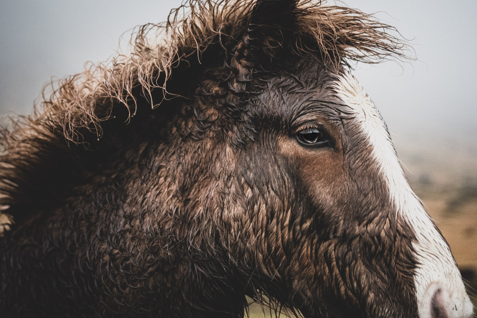 Produktionsbolaget: ”Alla hästar har kontrollerats av en veterinär”
