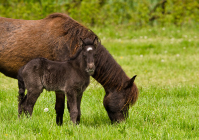 Fölspecial: Lyssna på alla tre delar