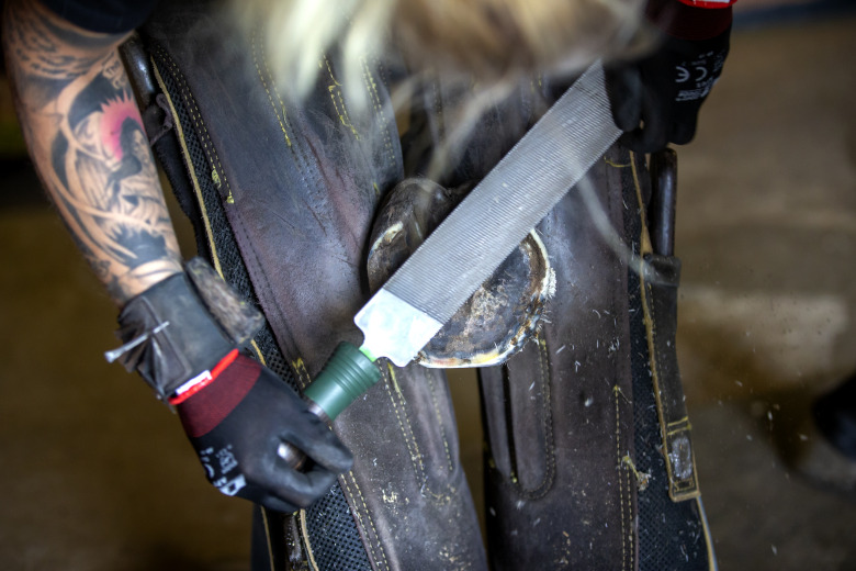 Hitta drömutbildningen för en framtid i hästbranschen