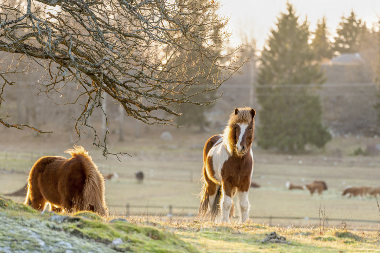 Genombrott i jakten på orsaken till grässjuka