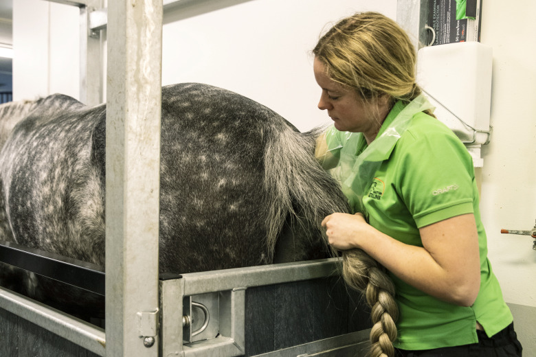 Veterinären: ”Vi vill ha balans i stoets normala bakterieflora”