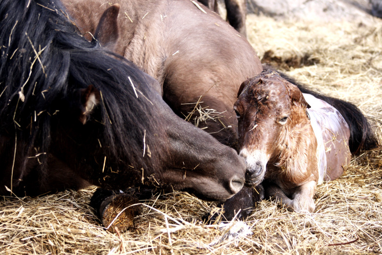Detta vill du veta inför fölningen