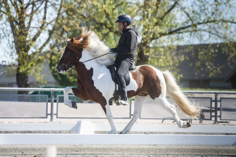Nya utmaningar för Segersgårdens 5-årshingstar