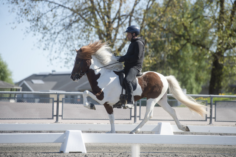 Hederspremie till Segersgårdens avelssto