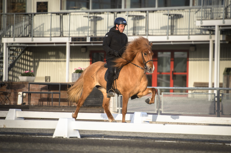De startar på Avelsmästerskapen