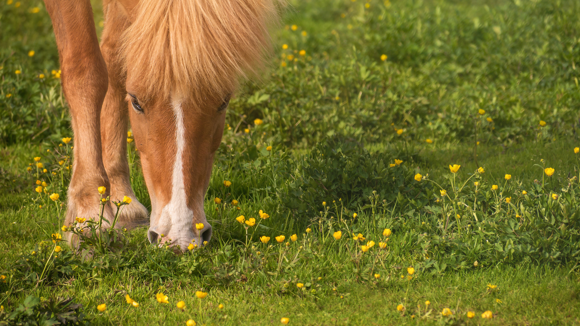 Icelandic Horse With Golden Mane Eating Summer Wildflowers In A Setting Of Green Grass.