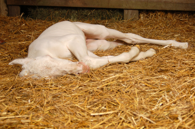 Fölförsäkring ett skydd – men inte alltid