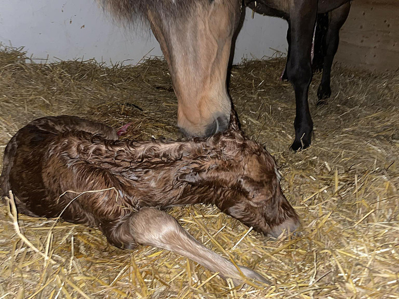 Det nyfödda fölets första kritiska timmar
