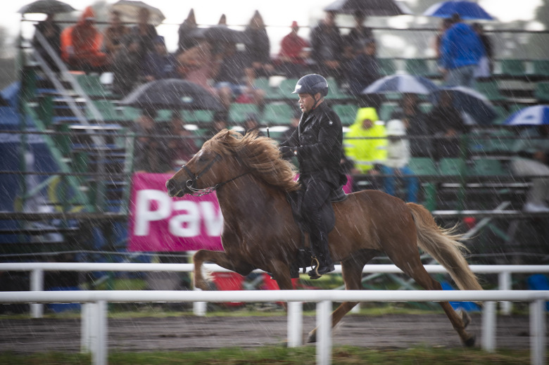 Skyfall avbröt Svenska Avelsmästerskapen