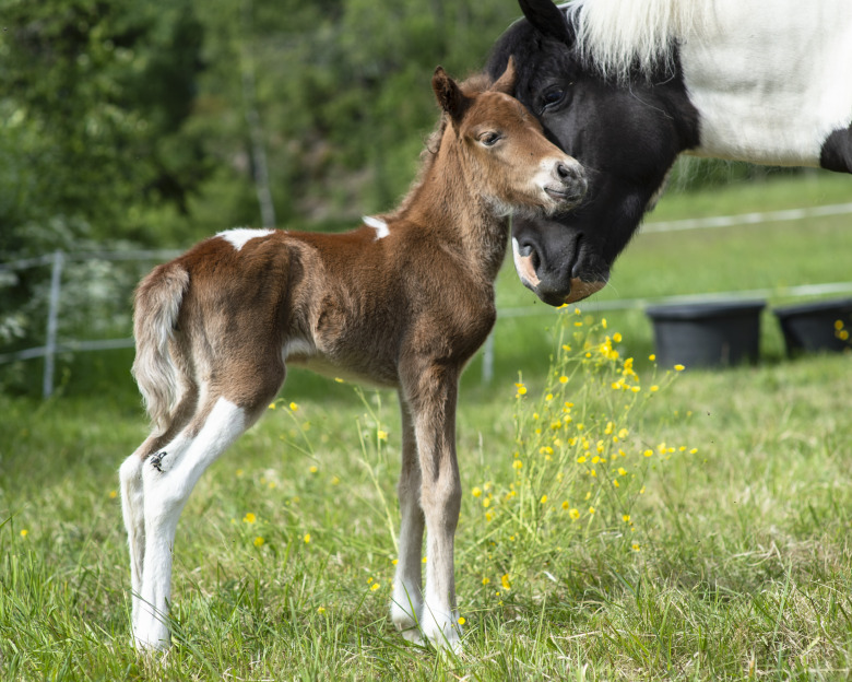 Håll koll under fölets första kritiska dygn