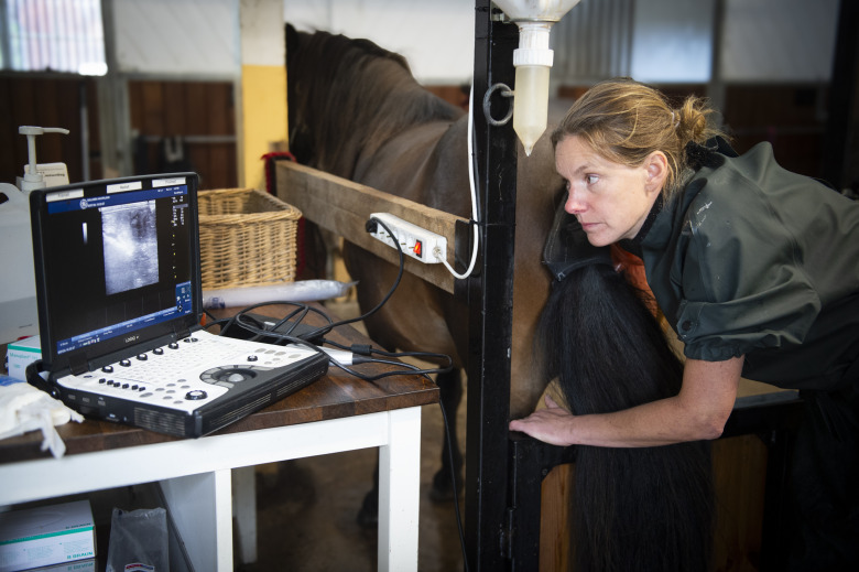 Gynekologi kan öka chansen för dräktighet hos islandshästston
