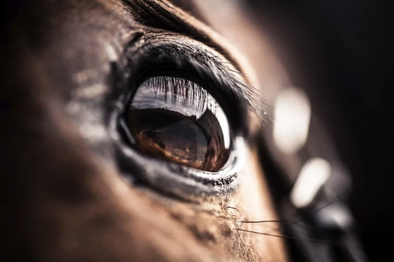 Det livsviktiga ögat