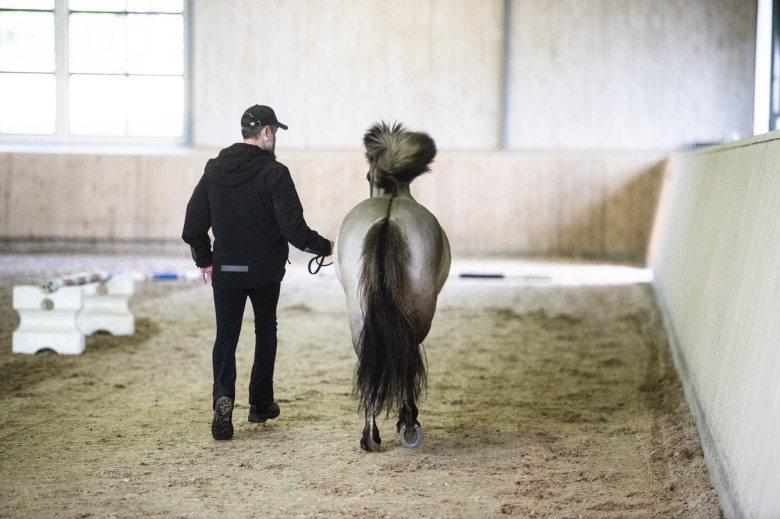 Studie: Korsets rörelse viktigare än huvudets vid bakbenshälta