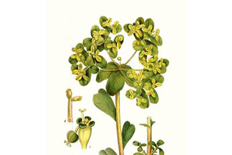 Se upp för giftiga växten