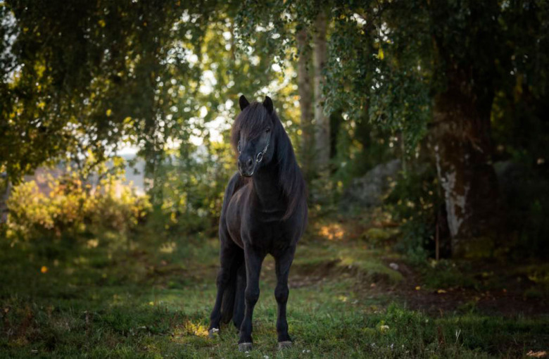 Hreyfill från Skaneyland såld