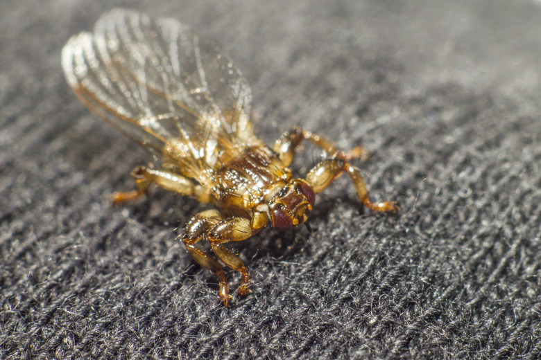 Bitsk höstplåga – det behöver du veta