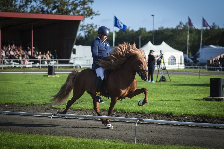 Mest läst 2025: Stort intresse när landslagshästen såldes