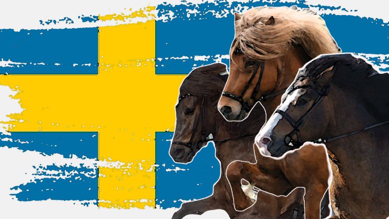 Hingstarna bakom de svenska landslagshästarna