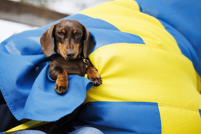 Finalsöndag på NM i Herning