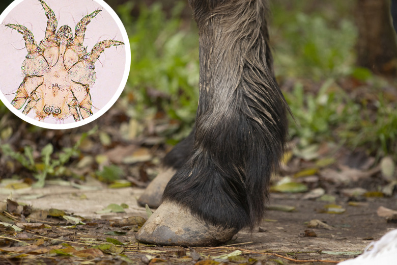 Nytt diagnostiskt test för att hitta parasit