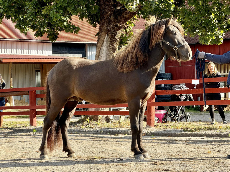 3-årig hingst högst bedömd på Jan Pers