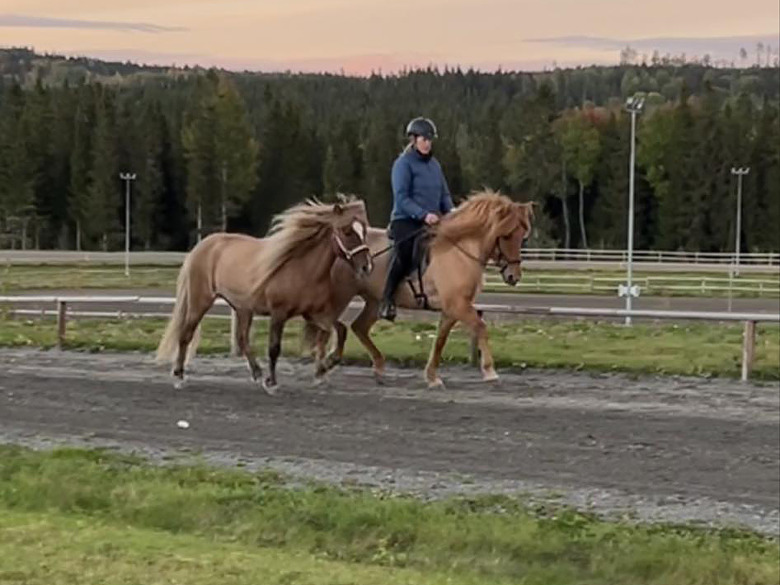 Malin Stangs unika drag: Handhäst på KM gav pris