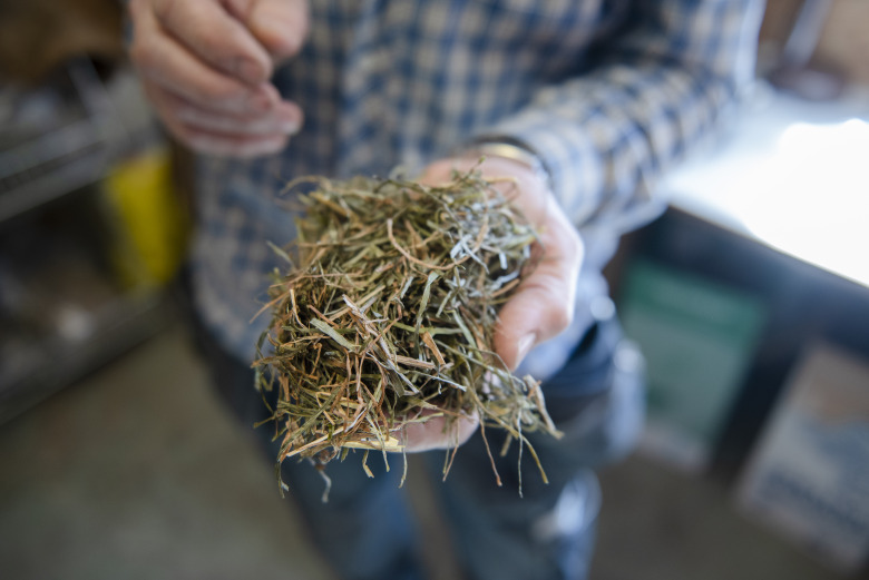 Se upp för dåligt foder – 6 saker att ha koll på