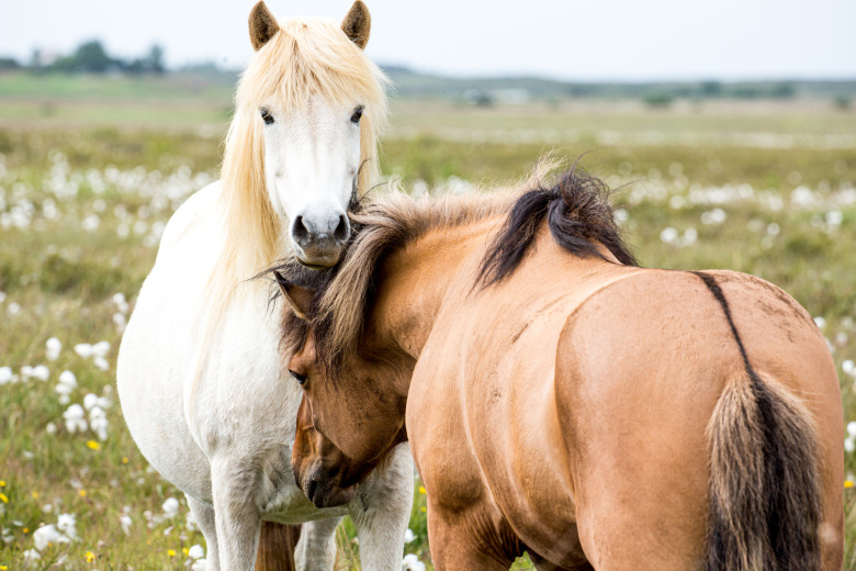 Gör vår enkät  – Vinn ett Ridsport-kit