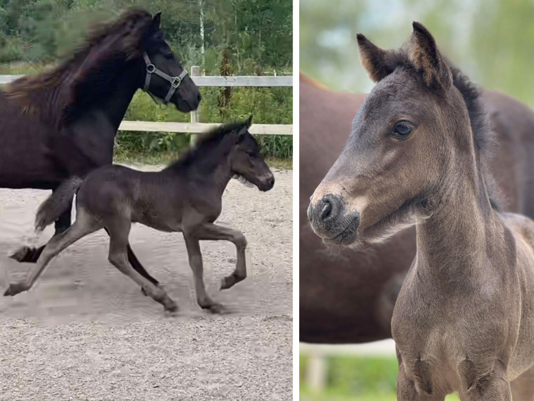 Lättbyggt stoföl toppade fölbedömningen hos Jamila