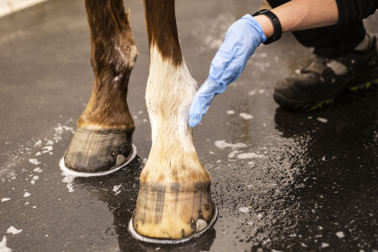 Effektiv behandling av mugg – undvik vanliga misstag