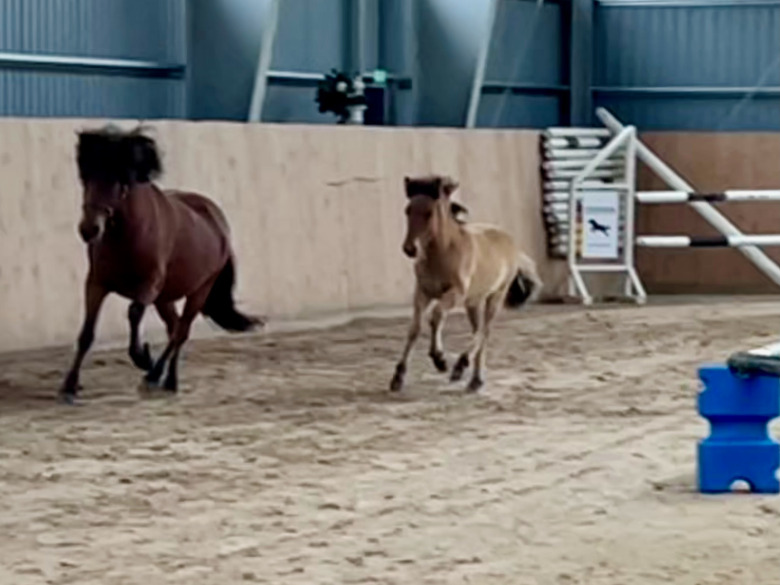 Gljátoppur-son högst bedömd i Nässjö