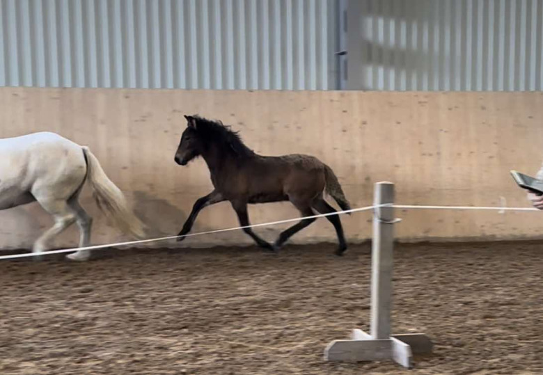 Landslagsstoets avkomma högst bedömda föl 2024