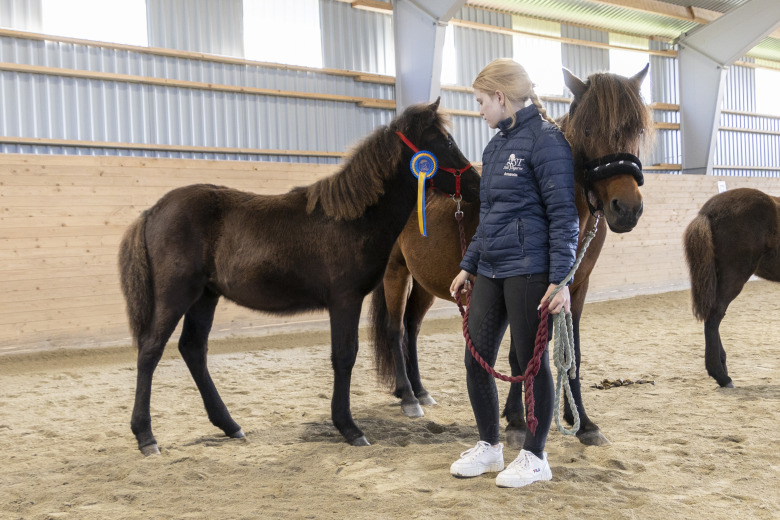 Bildextra: Andri-föl i topp på Kappis fölbedömning