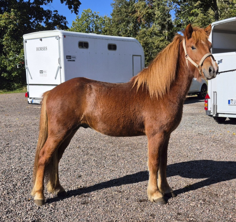 Föl- och unghästmönstring i Ålem: Árvakur högst bedömd